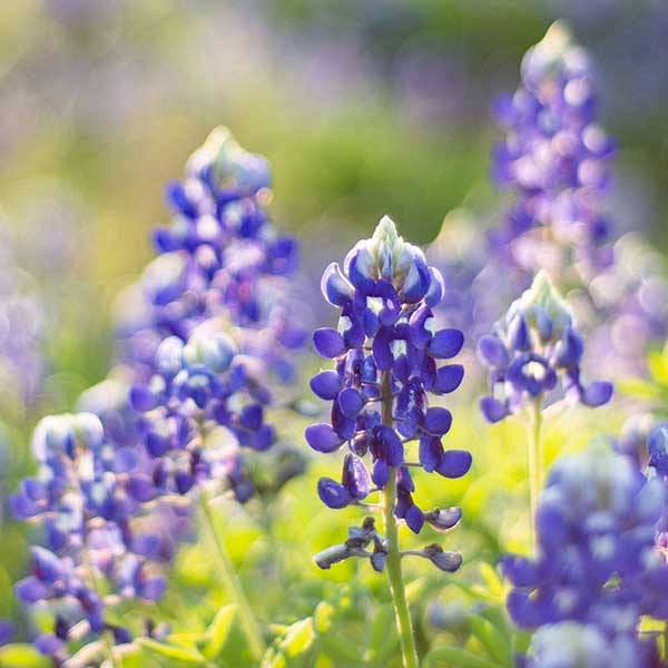 Fredericksburg Farms
Texas Bluebonnet Fragrance Tin
